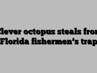 Clever octopus steals from Florida fishermen’s trap