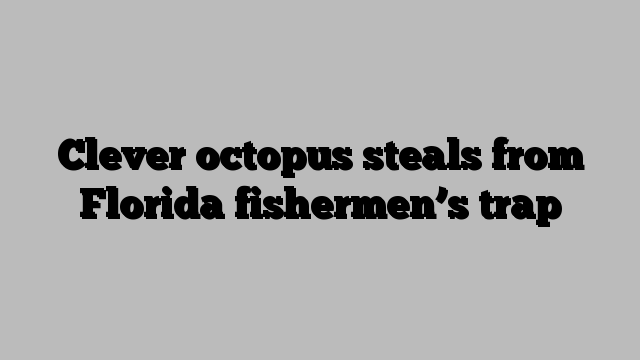 Clever octopus steals from Florida fishermen’s trap