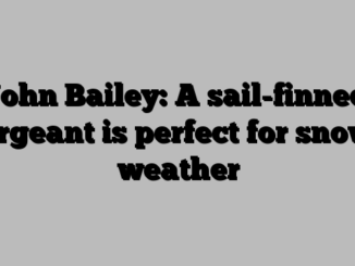 John Bailey: A sail-finned sergeant is perfect for snowy weather