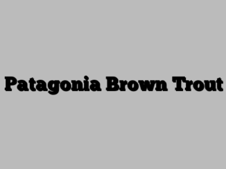 Patagonia Brown Trout