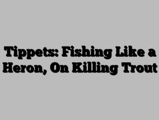 Tippets: Fishing Like a Heron, On Killing Trout