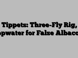 Tippets: Three-Fly Rig, Topwater for False Albacore