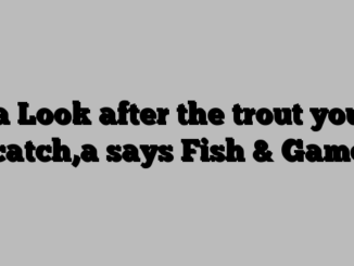 a Look after the trout you catch,a says Fish & Game