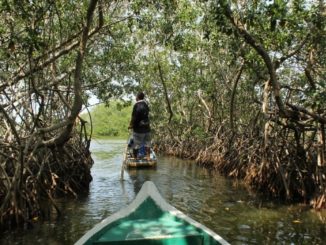 Mangroves Lack the Genetic Diversity to Adapt to Climate Change