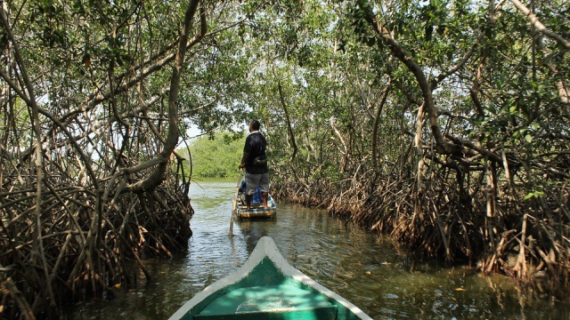 Mangroves Lack the Genetic Diversity to Adapt to Climate Change