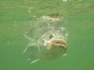 Massachusetts weighs ban on commercial striped bass fishing