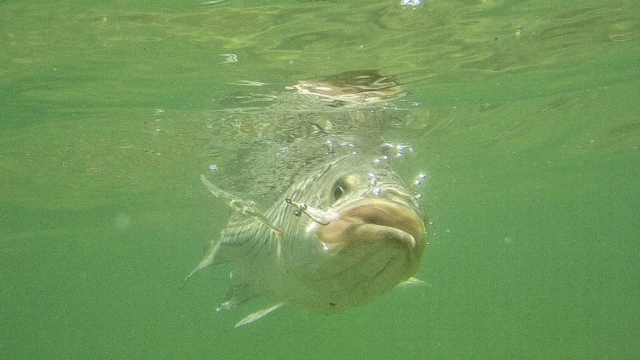 Massachusetts weighs ban on commercial striped bass fishing