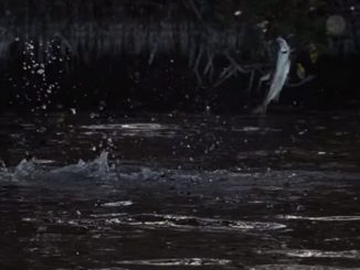 Video: Crazy Baby Tarpon on the Fly