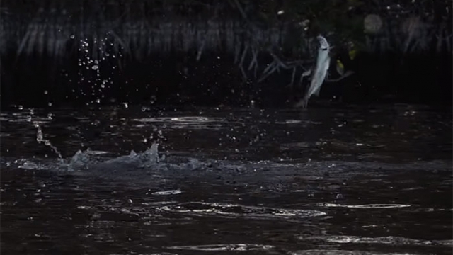 Video: Crazy Baby Tarpon on the Fly