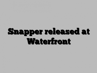 Snapper released at Waterfront