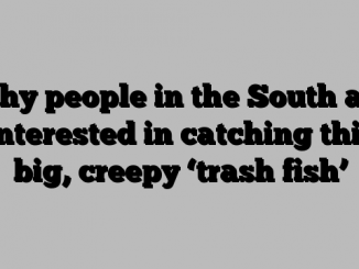 Why people in the South are interested in catching this big, creepy ‘trash fish’