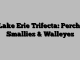 Lake Erie Trifecta: Perch, Smallies & Walleyes