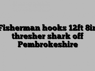 Fisherman hooks 12ft 8in thresher shark off Pembrokeshire