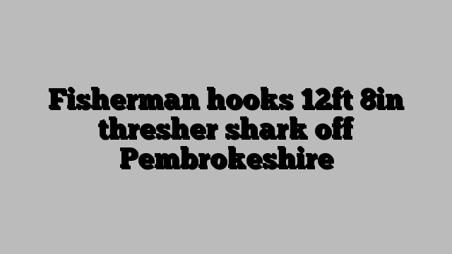 Fisherman hooks 12ft 8in thresher shark off Pembrokeshire