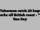 Fishermen catch 20 huge sharks off British coast – ” in One Day