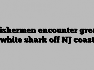 Fishermen encounter great white shark off NJ coast