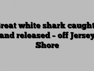 Great white shark caught – and released – off Jersey Shore