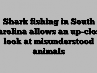 Shark fishing in South Carolina allows an up-close look at misunderstood animals