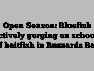 Open Season: Bluefish actively gorging on schools of baitfish in Buzzards Bay