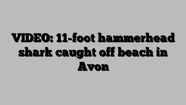VIDEO: 11-foot hammerhead shark caught off beach in Avon