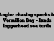 Angler chasing specks in Vermilion Bay – lands loggerhead sea turtle