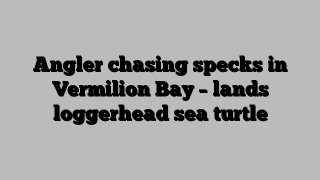 Angler chasing specks in Vermilion Bay – lands loggerhead sea turtle