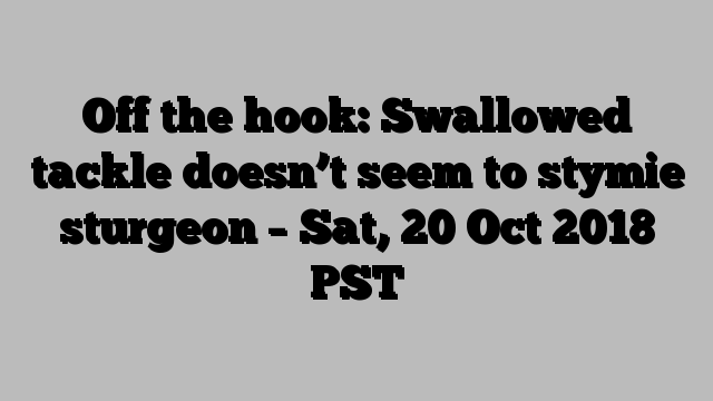 Off the hook: Swallowed tackle doesn’t seem to stymie sturgeon – Sat, 20 Oct 2018 PST