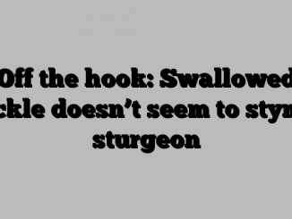 Off the hook: Swallowed tackle doesn’t seem to stymie sturgeon