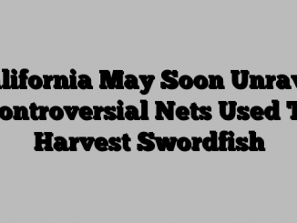 California May Soon Unravel Controversial Nets Used To Harvest Swordfish