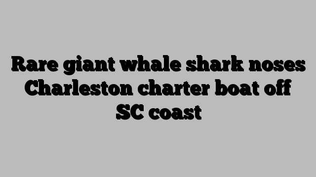 Rare giant whale shark noses Charleston charter boat off SC coast