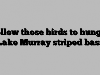 Follow those birds to hungry Lake Murray striped bass