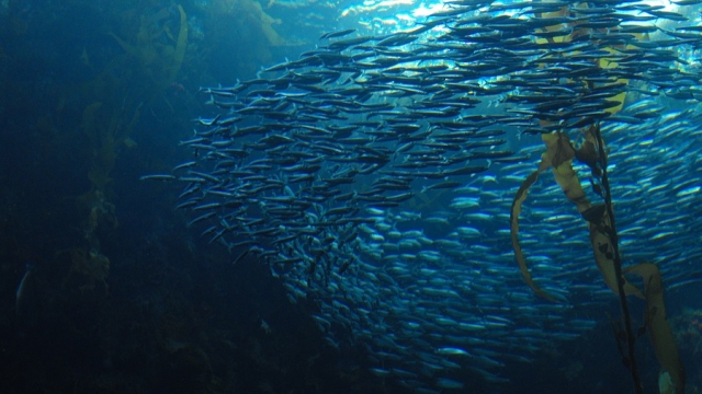 200 Scientists Urge Congress to Protect Key U.S. Fisheries Law