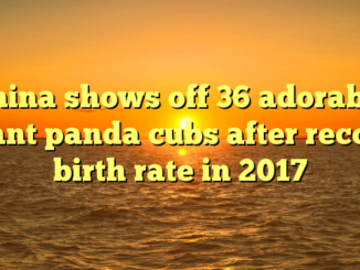 China shows off 36 adorable giant panda cubs after record birth rate in 2017