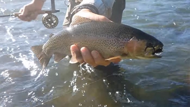 How to “Hump Mend” with a Streamer on a Floating Line