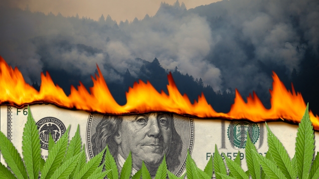 In California’s Weed Country, wildfires burn both cash and crops