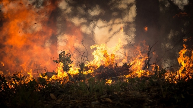 Toxic Ashes and Charred Forests Threaten Water Quality After Nor Cal Fires