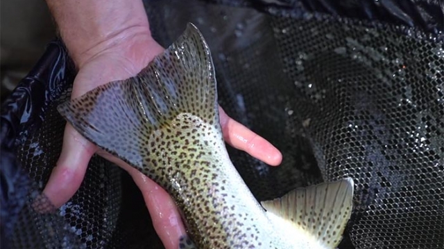 Video: Casting to Rising Rainbows in Spain