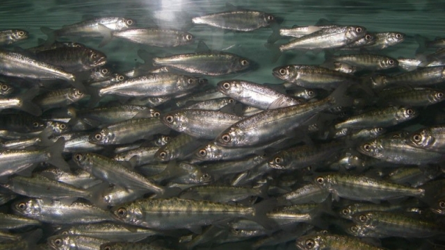 The public paid $14 million for an Idaho hatchery — and all its fish have been dying