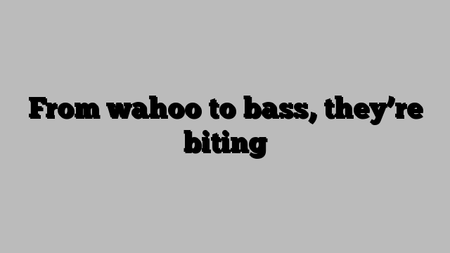 From wahoo to bass, they’re biting