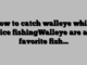 How to catch walleye while ice fishingWalleye are a favorite fish…