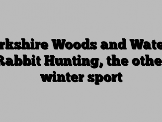 Berkshire Woods and Waters: Rabbit Hunting, the other winter sport