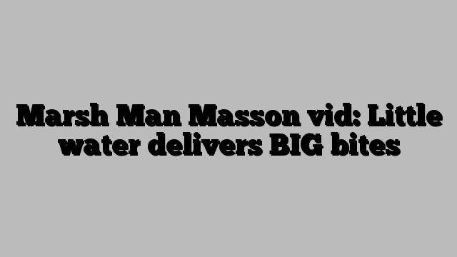 Marsh Man Masson vid: Little water delivers BIG bites