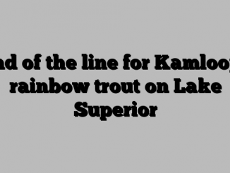 End of the line for Kamloops rainbow trout on Lake Superior