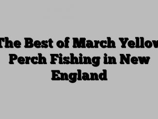 The Best of March Yellow Perch Fishing in New England