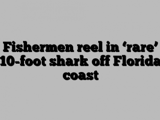 Fishermen reel in ‘rare’ 10-foot shark off Florida coast