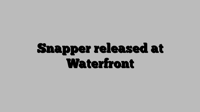 Snapper released at Waterfront