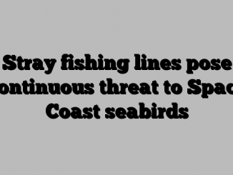 Stray fishing lines pose continuous threat to Space Coast seabirds