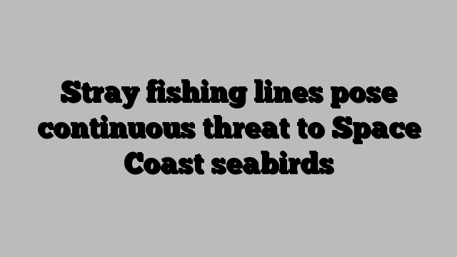 Stray fishing lines pose continuous threat to Space Coast seabirds