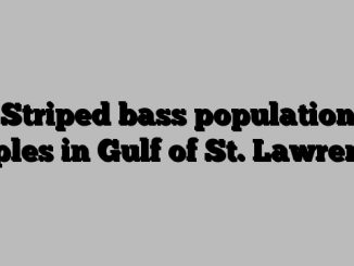 Striped bass population triples in Gulf of St. Lawrence