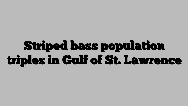 Striped bass population triples in Gulf of St. Lawrence